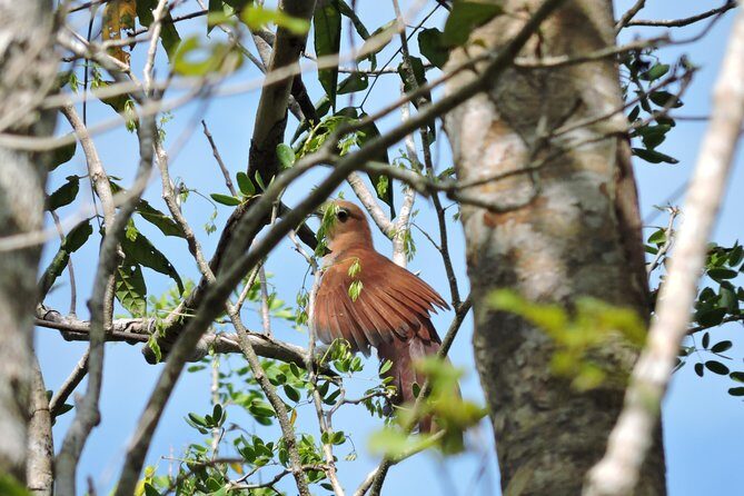 Birdwatching Cancun - Overview of the Cancun Birdwatching Tour
