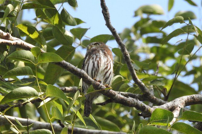 Birdwatching Cancun - FAQ