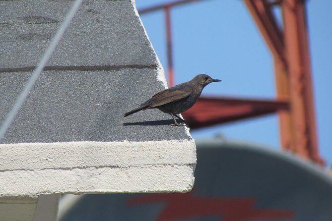 Birdwatching day in the Monchique hills - Who Will Love This Tour?