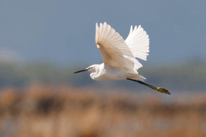 Birdwatching Experience in Narte Lagoon & Akerni Dunes - Exploring the Birdwatching Tour in Vlore: What You Can Expect