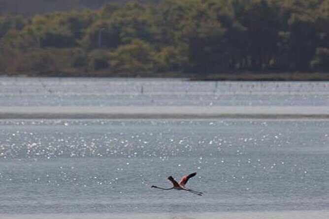 Birdwatching Experience in Narte Lagoon & Akerni Dunes - Why This Tour Stands Out