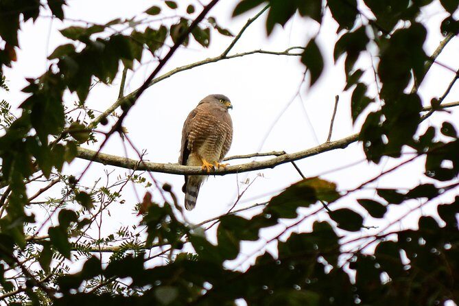 Birdwatching in Coba from Tulum - Shared Group Tour - The Experience of the Guides and Group Dynamics