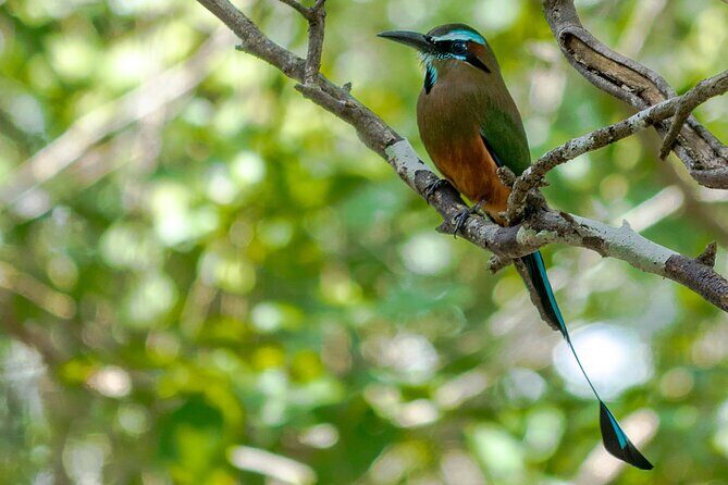 Birdwatching in Coba from Tulum - Shared Group Tour - Considerations and Downsides