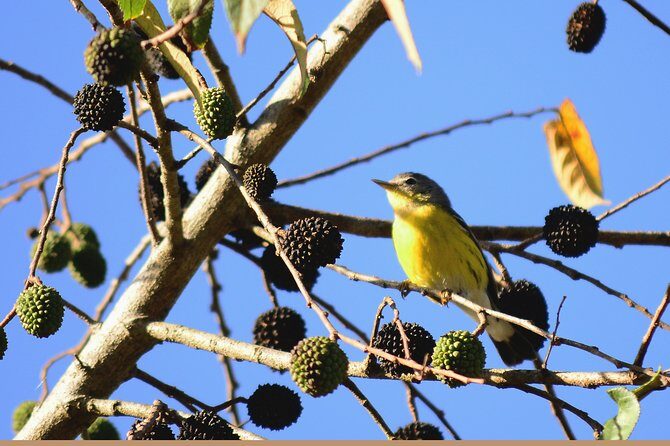 Birdwatching in Coba from Tulum - Shared Group Tour - Who Will Appreciate This Tour?