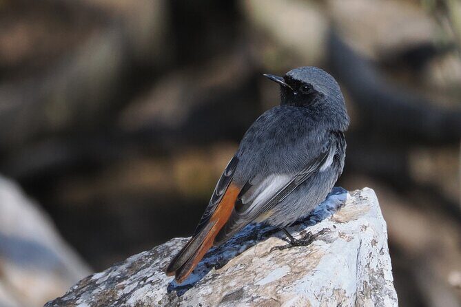 Birdwatching in Ronda and Grazalema - Key Points
