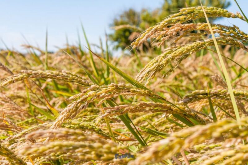 Birdwatching in the Ebro Delta - Key Points