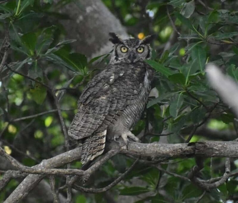 birdwatching in the nearby savannah of Palenque - An Overview of the Birdwatching Tour Near Palenque