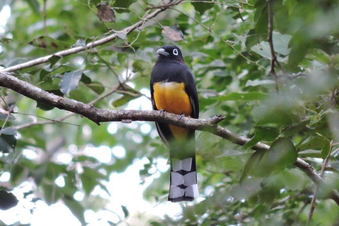 Birdwatching Playa del Carmen - Authenticity and Quality: What Our Reviewers Say