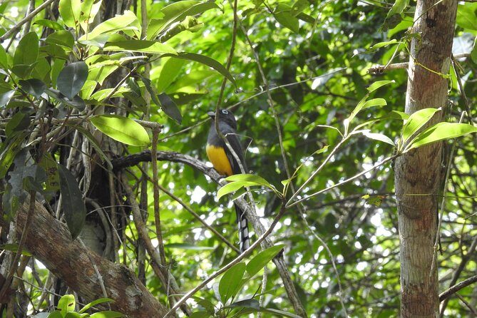 Birdwatching Playa del Carmen - Who Will Love This Tour?