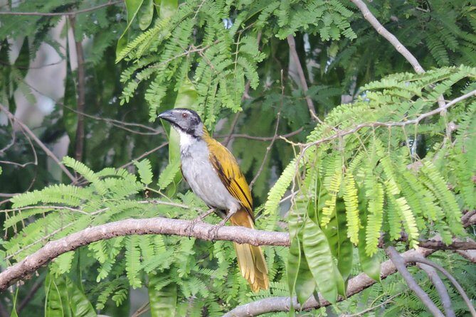 Birdwatching Playa del Carmen - FAQ: Practical Questions About the Tour