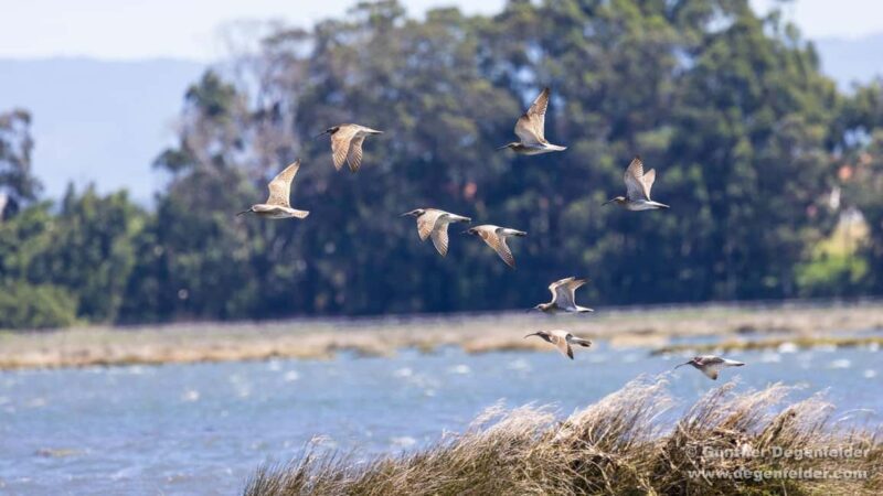Birdwatching Solar Boat Tour Aveiro Lagon - An In-Depth Look at the Aveiro Lagoon Birdwatching Tour