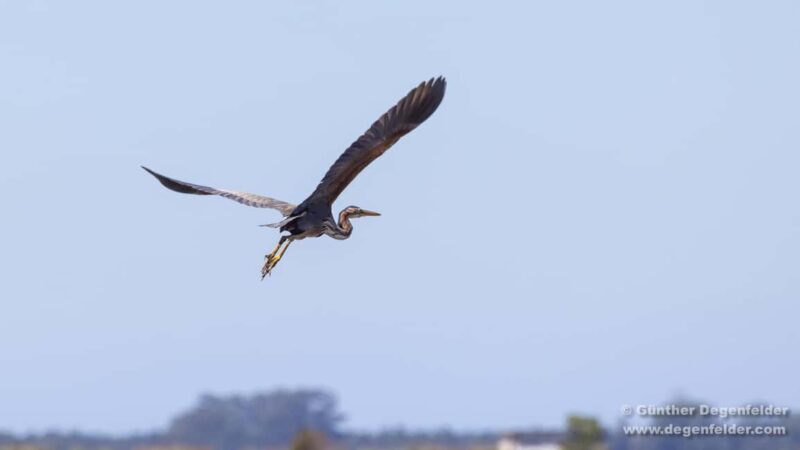 Birdwatching Solar Boat Tour Aveiro Lagon - The Sum Up