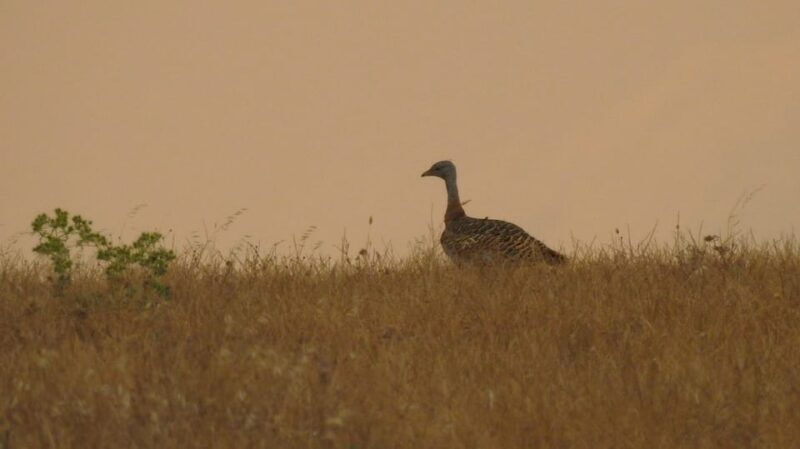 Birdwatching tour in Mértola and Castro Verde region - Why This Tour Works Well