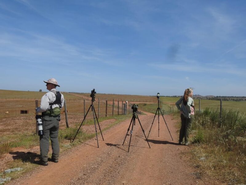 Birdwatching tour in Mértola and Castro Verde region - FAQ