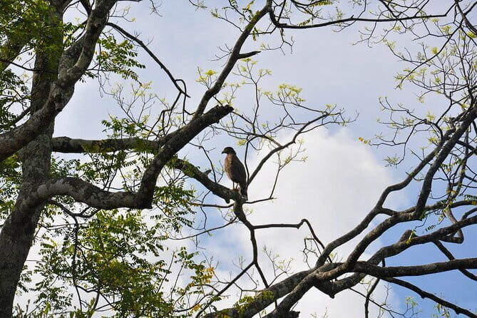 Birdwatching Trek in Anawilundawa Sanctuary from Kalpitiya - Exploring the Birdwatching Trek in Anawilundawa Sanctuary from Kalpitiya