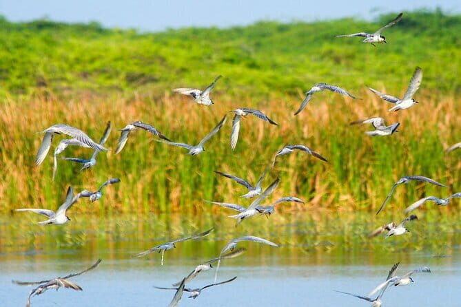 Birdwatching Trek in Anawilundawa Sanctuary from Kalpitiya - Key Points