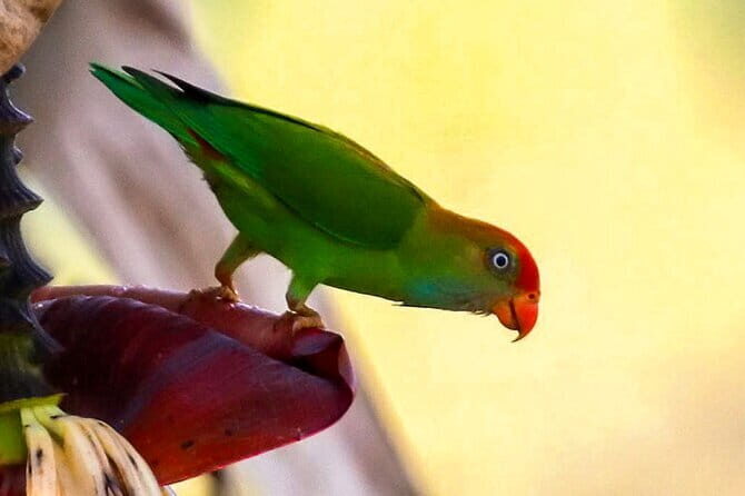 Birdwatching Trek in Anawilundawa Sanctuary from Kalpitiya - Authentic Experiences and Traveler Insights