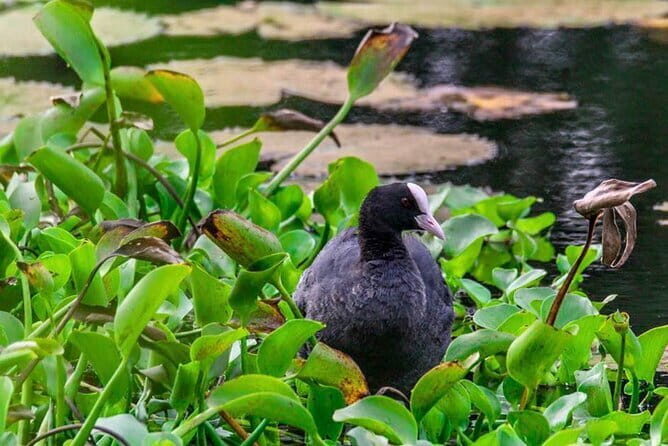 Birdwatching Walk in Anawilundawa Sanctuary - Key Points