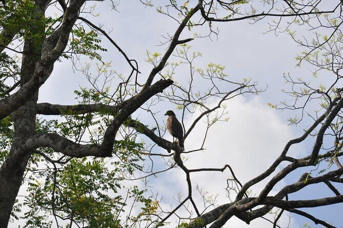 Birdwatching Walk in Anawilundawa Sanctuary - Who Will Love This Tour?