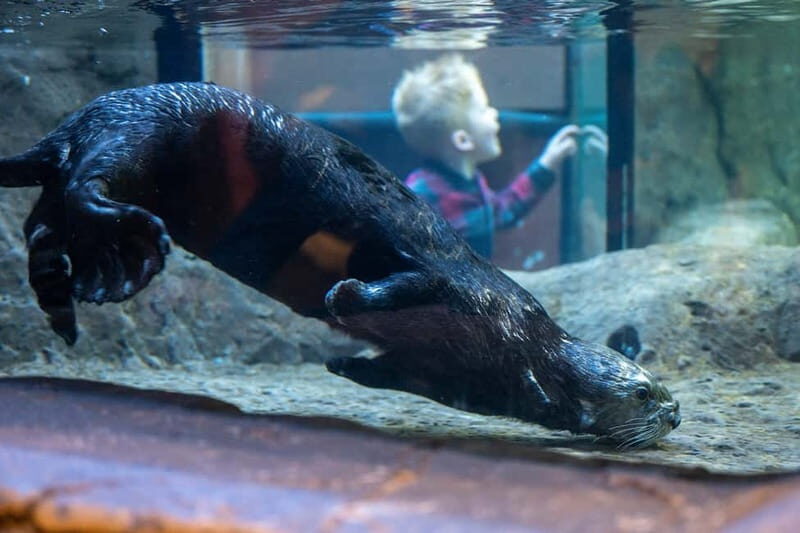 Birmingham: National Sea Life Centre Entrance Ticket - FAQ