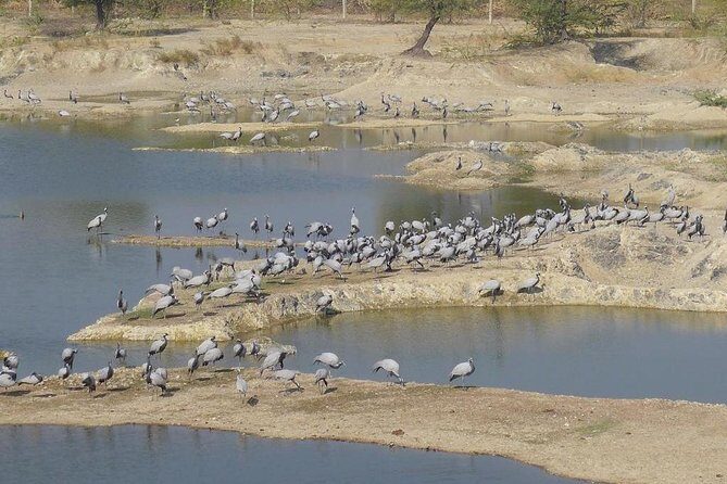 Bishnoi Village Safari - Key Points