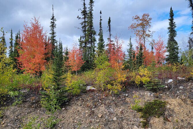 Bison Highway Road Tour - Who Will Love This Tour?