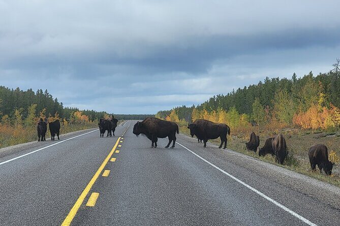 Bison Highway Road Tour - The Sum Up: Is It Worth It?