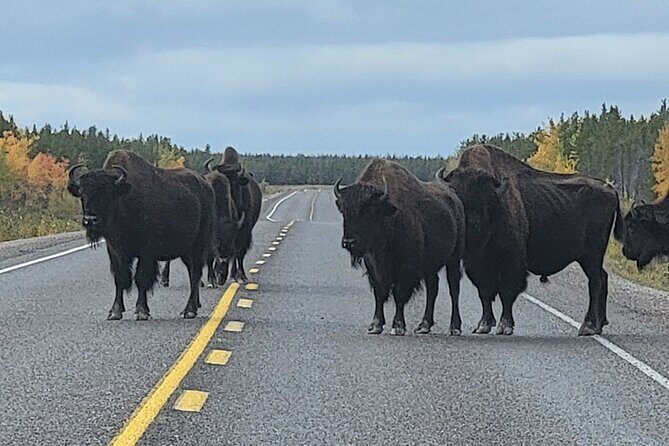 Bison Highway Road Tour - FAQ