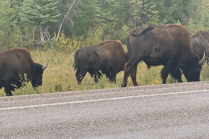 Bison Highway Wildlife Tour - Key Points
