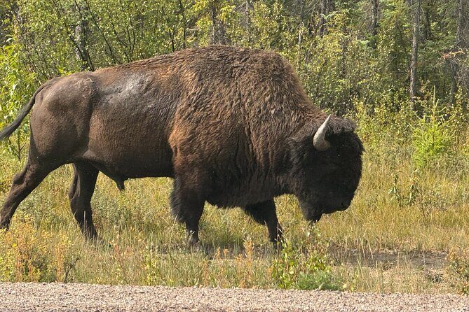 Bison Highway Wildlife Tour - A Well-Balanced Adventure for Curious Travelers