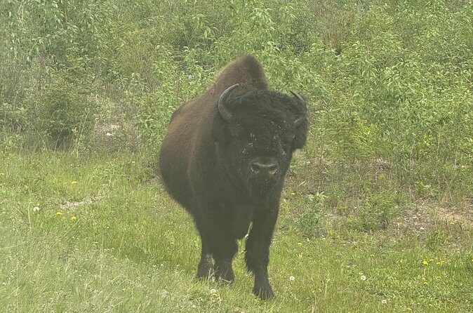 Bison Highway Wildlife Tour - Who Should Consider This Tour?