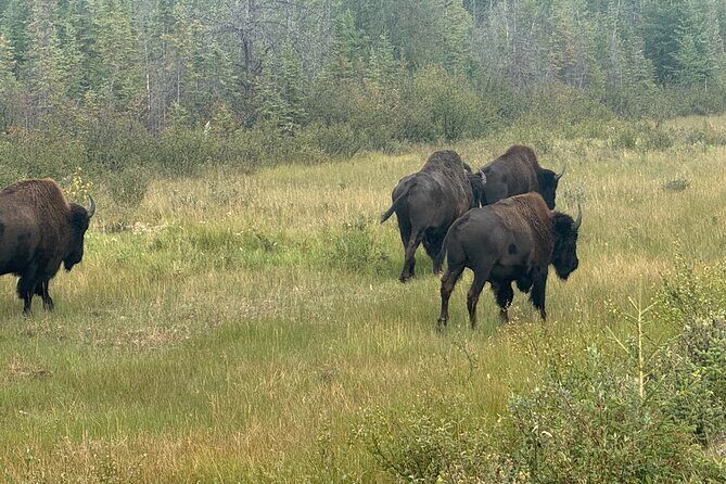 Bison Highway Wildlife Tour - The Bottom Line