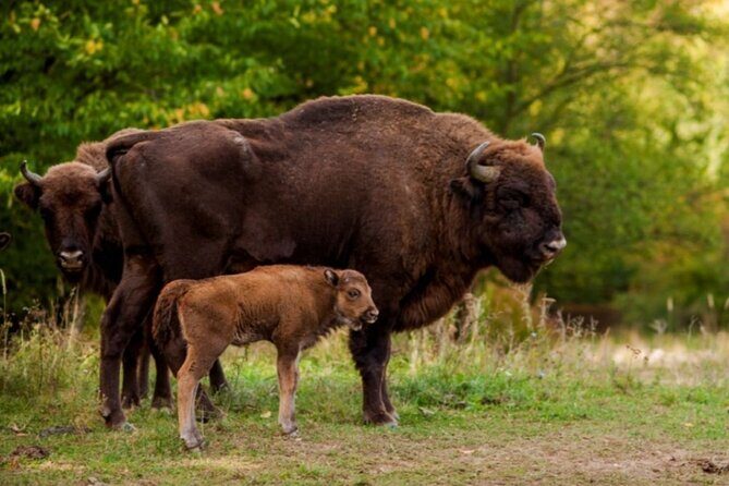 Bison Sanctuary, Vlad the Impaler Princely Court & Dracula Grave - Discovering Vlad the Impaler at Târgoviștes Princely Court