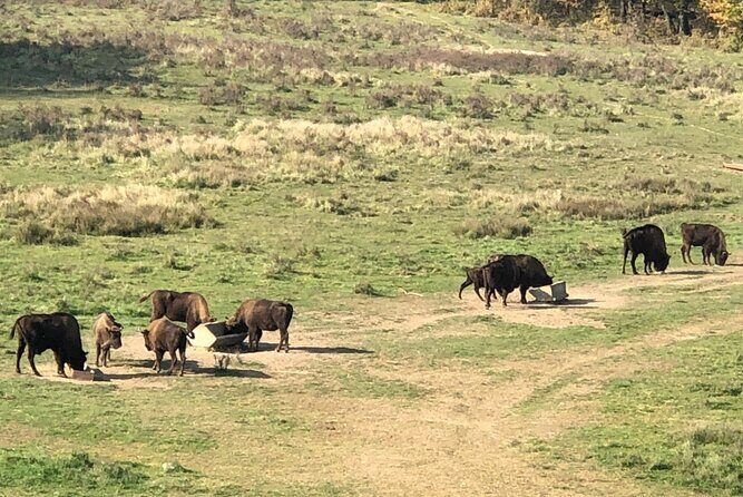 Bison Sanctuary, Vlad the Impaler Princely Court & Dracula Grave - FAQ