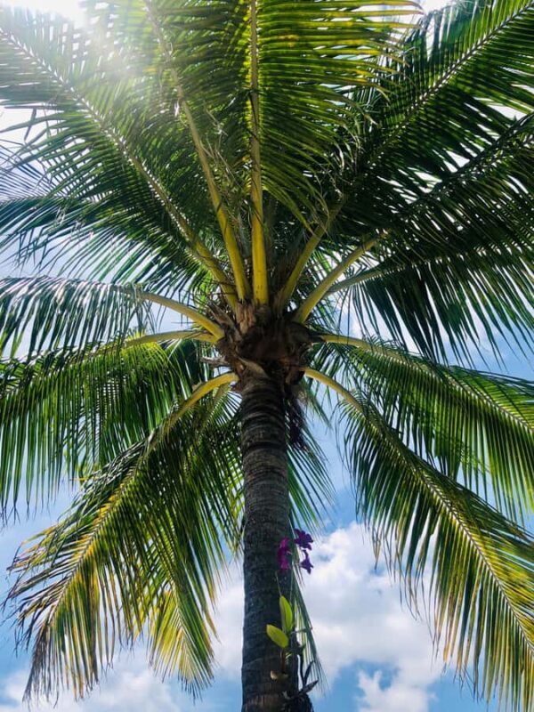 Bite of the Beach, a Lauderdale by the Sea Walking Food Tour - FAQ