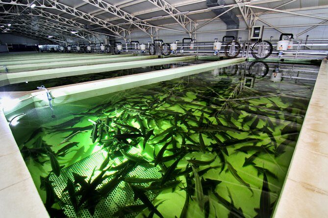 Black Caviar and Sparkling Wine Tour - Key Points