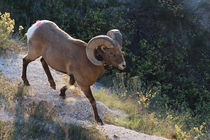 Black Hills Nature Tour Wildlife Watching and Scenic Views - Key Points