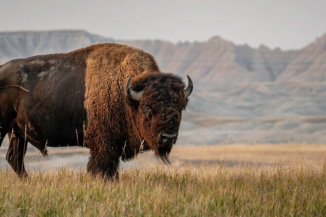 Black Hills Self Guided Driving Audio Tour - FAQ