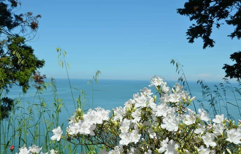 Black Sea: Magnetic Beach and Batumi Botanical Garden Tour - Key Points