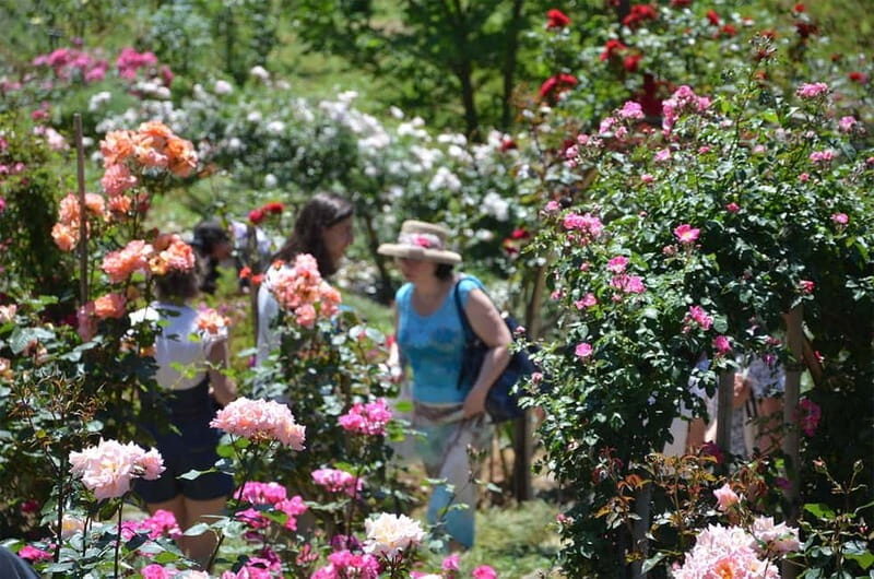 Black Sea: Magnetic Beach and Batumi Botanical Garden Tour - A Closer Look at the 3-Day Itinerary