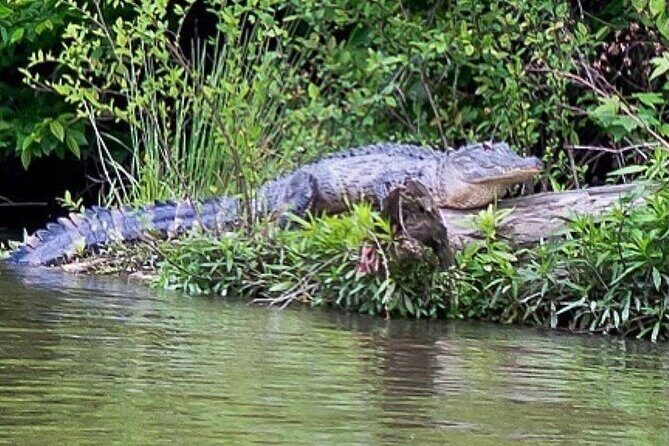 Black Water Adventure Cruise - An In-Depth Look at the Black Water Adventure Cruise