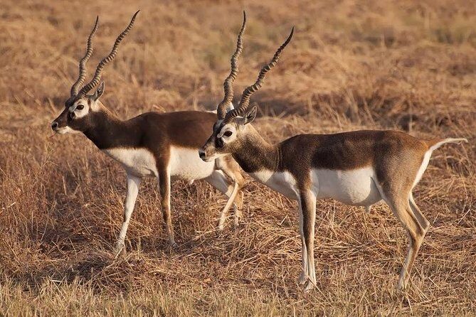 Blackbuck Safari from Rajkot - Key Points