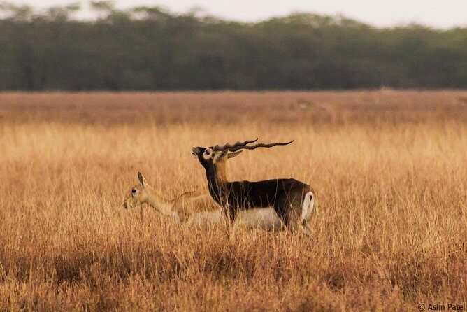 Blackbuck Safari from Rajkot - An In-Depth Look at the Blackbuck Safari from Rajkot
