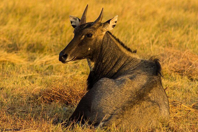 Blackbuck Safari from Rajkot - FAQs
