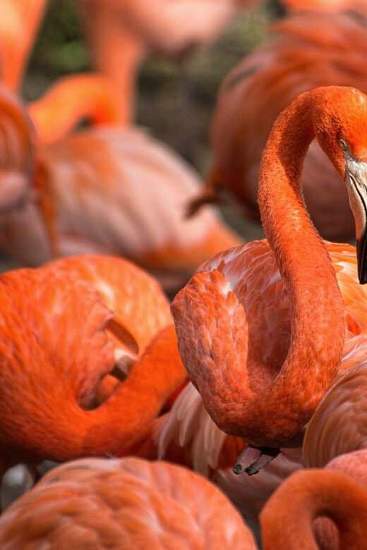 Blackpool: Zoo Admission Ticket - Authentic Experiences from Reviews