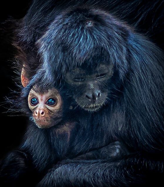 Blackpool: Zoo Admission Ticket - The Downsides