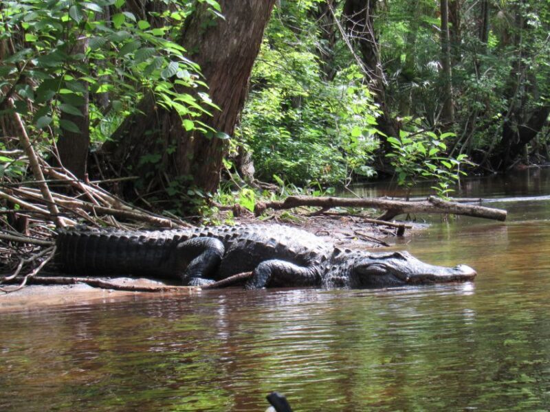 Blackwater Creek: Exclusive Nature Escape Kayak Adventure - FAQ