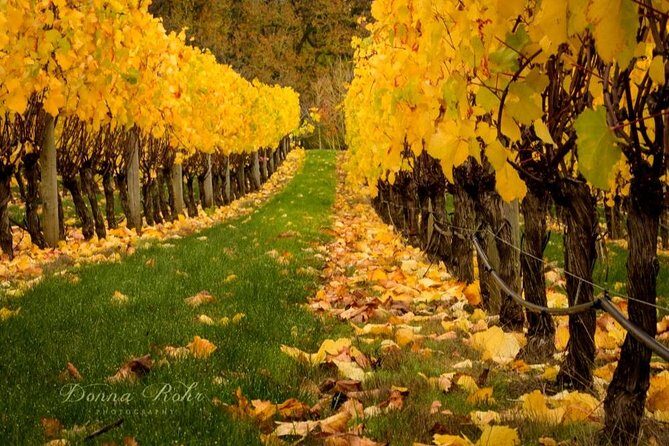 Blenheim Half day Wine Tour - What to Expect at Each Stop