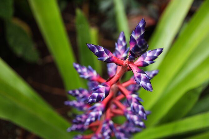 Bloedel Conservatory Admission Ticket - An In-Depth Look at the Bloedel Conservatory Experience