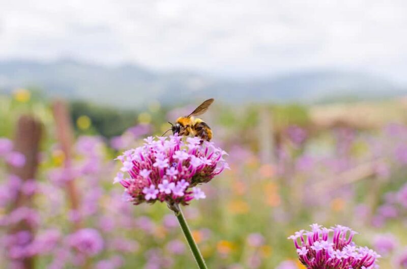 Blossoms + Bites Springtime Meadery Luncheon for Two Kelowna - Who Would Enjoy This Most?
